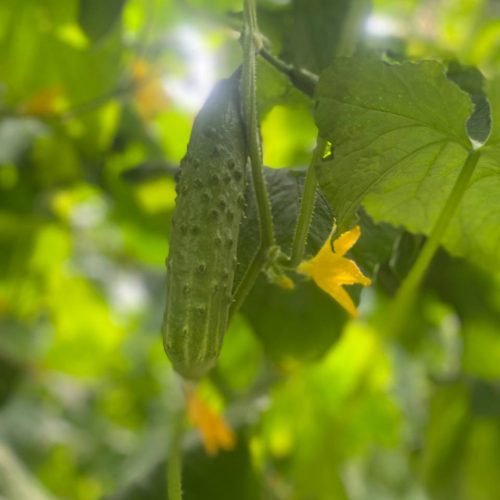 Ogirok Salatniy (4)