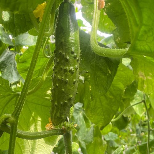 Ogirok Salatniy (6)